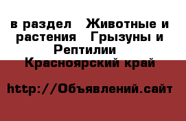  в раздел : Животные и растения » Грызуны и Рептилии . Красноярский край